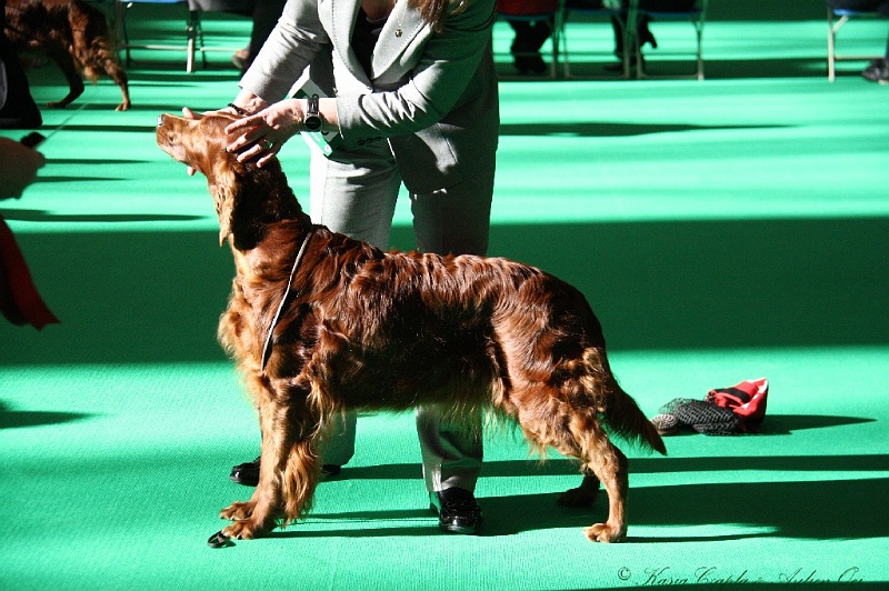 Crufts2011 044.jpg